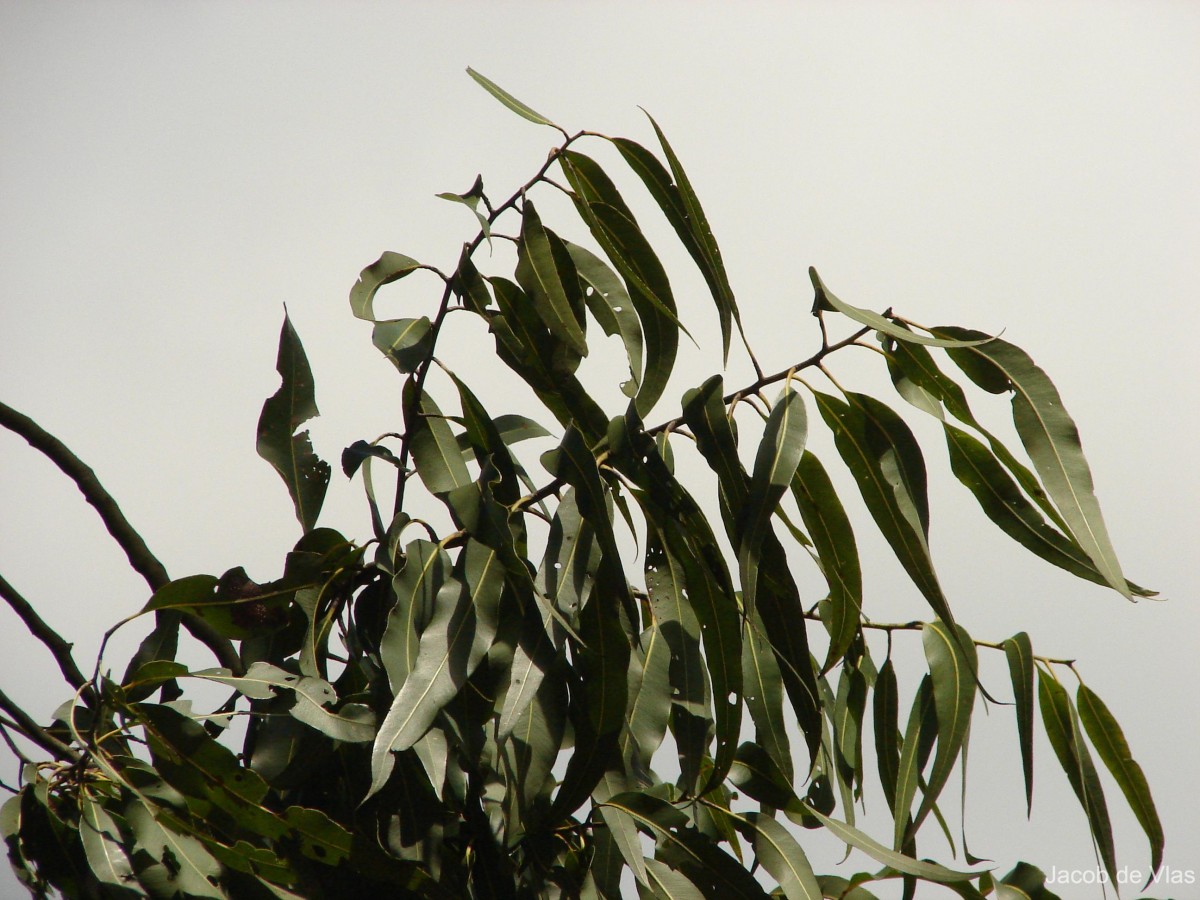 Corymbia maculata (Hook.) K.D.Hill & L.A.S.Johnson